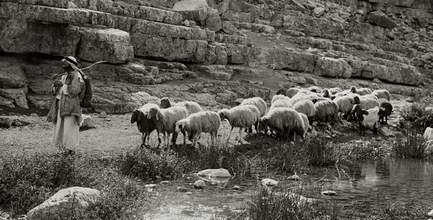 O pastor e as ovelhas - o cuidado do sacerdote