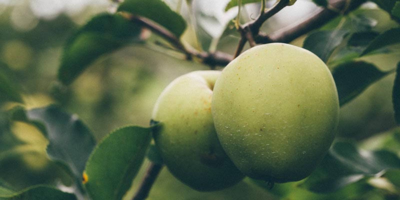 Frutificar através do Espírito Santo