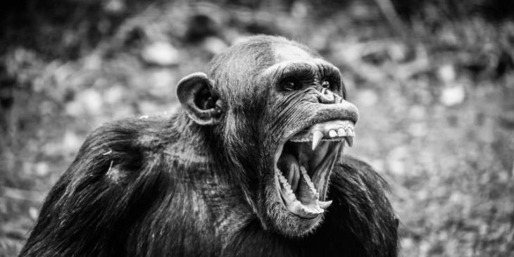 Macaco gritando