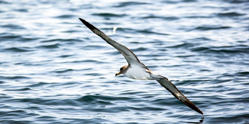 Aves do céu