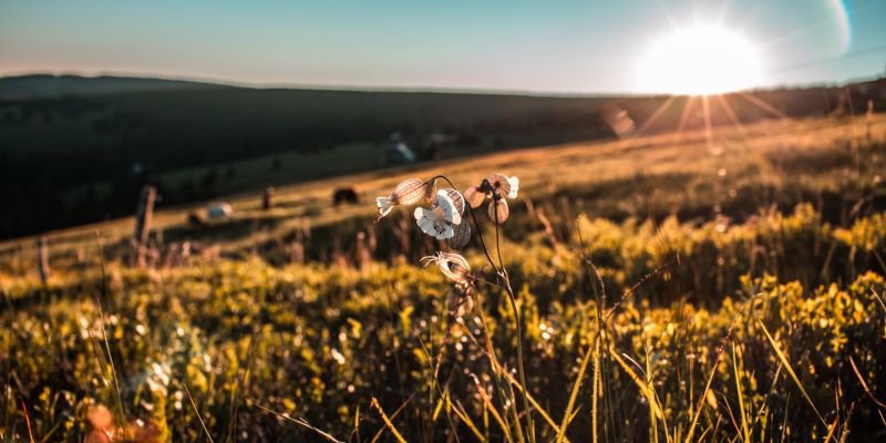 Os melhores versículos de bom dia na bíblia