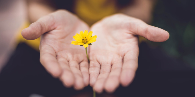 Pessoa com uma flor amarela nas mãos, representando os Versículos sobre perdoar as pessoas