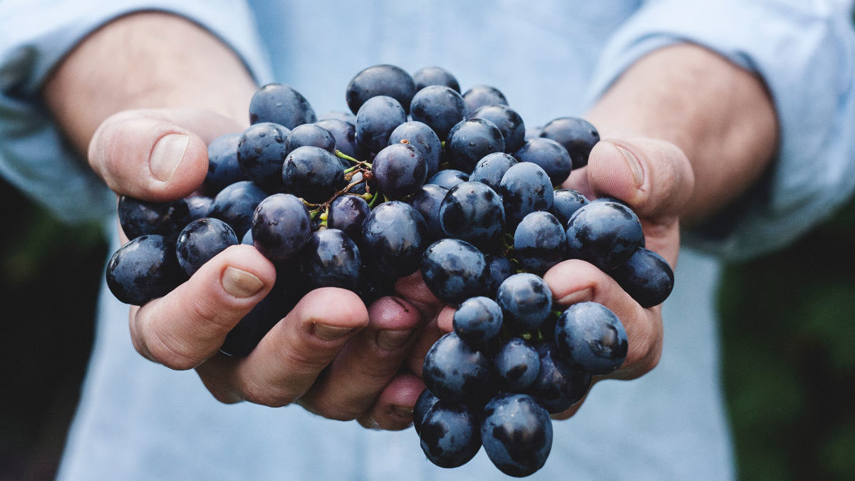 Versículos sobre Vinho