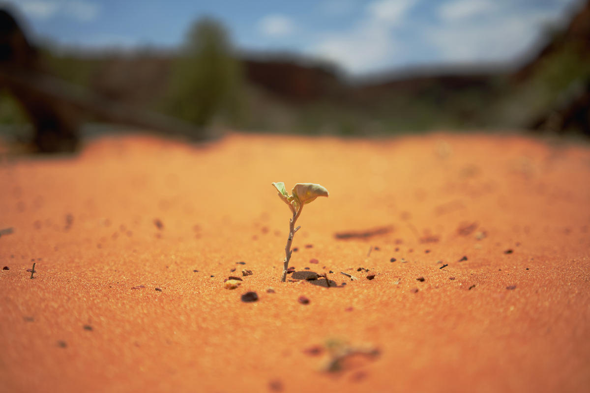 Planta nascendo no solo árido, representando os versículos para encontrar ânimo espiritual